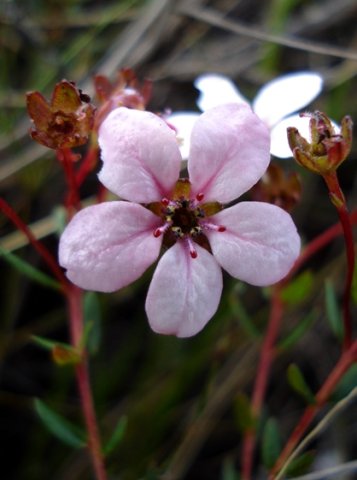Adenandra marginata subsp. marginata flowers